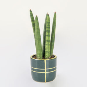 Forest Spear Sansevieria